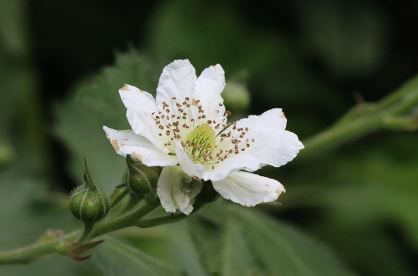 오디-섭취-시-주의사항-및-부작용3