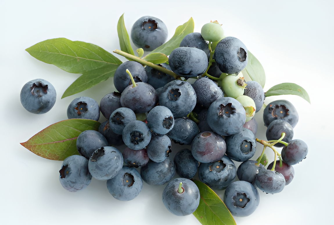 블루베리이미지사진입니다