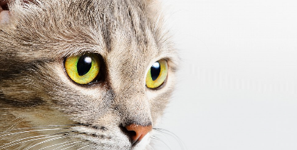 금빛 눈의 고양이 얼굴 업.