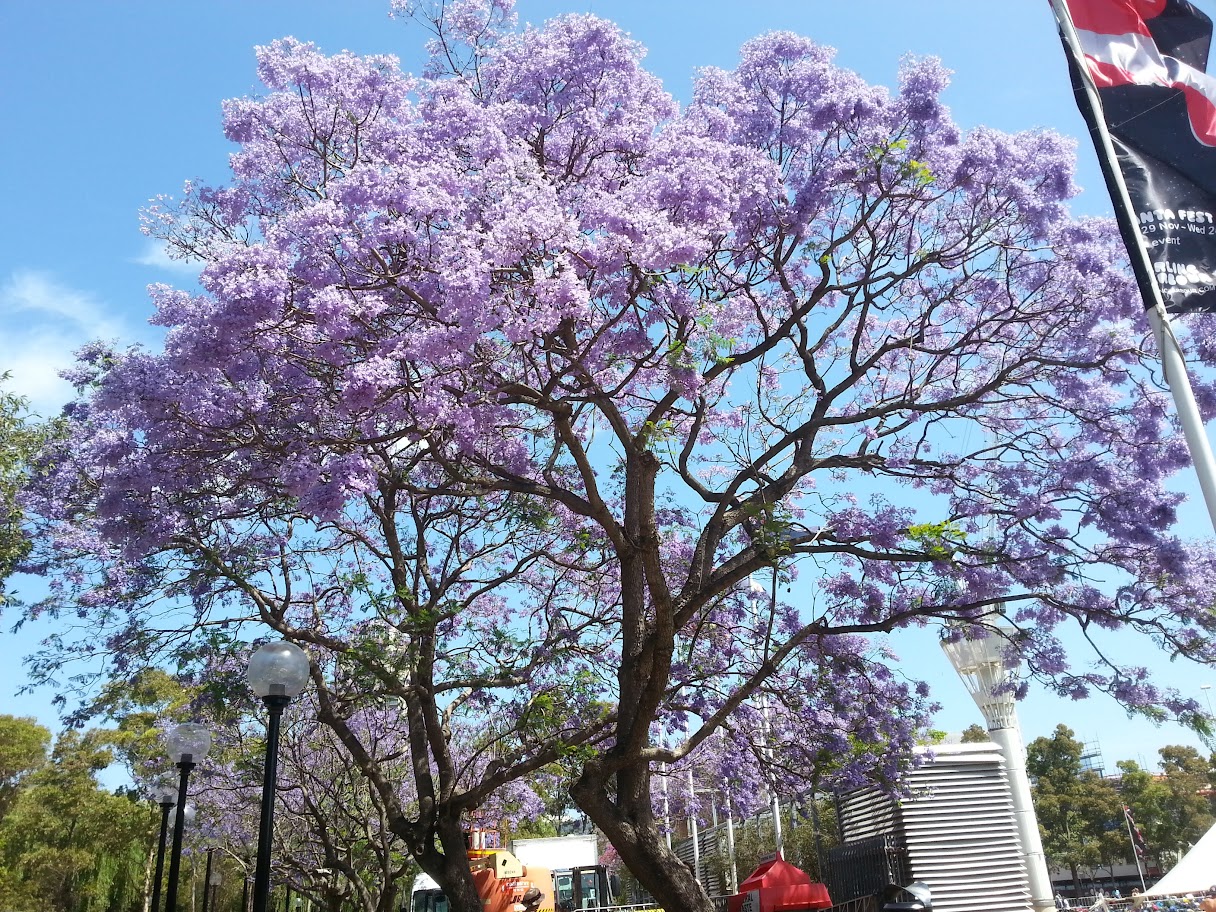 시드니의 여름을 알리는 보랏빛 신호, 자카란다