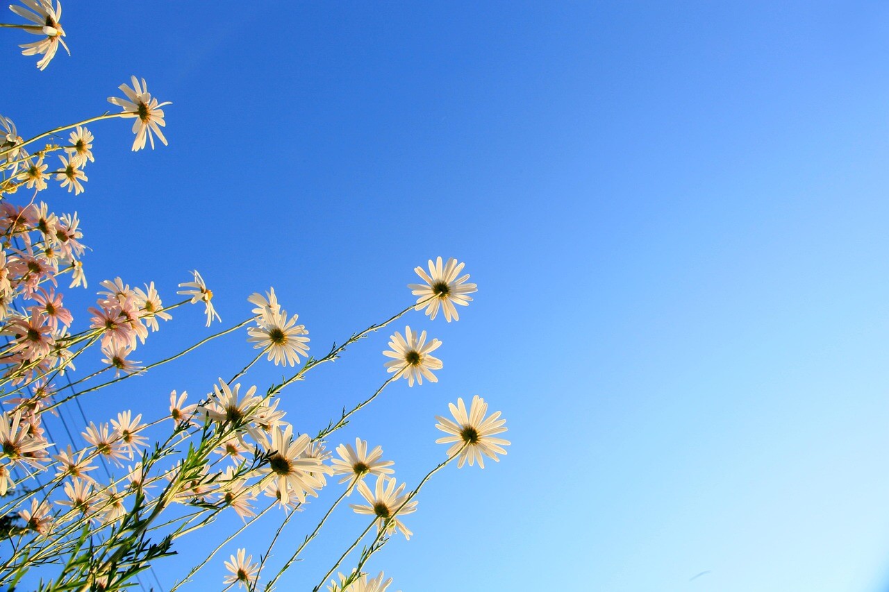 독감 예방접종 무료 대상·비용·시기