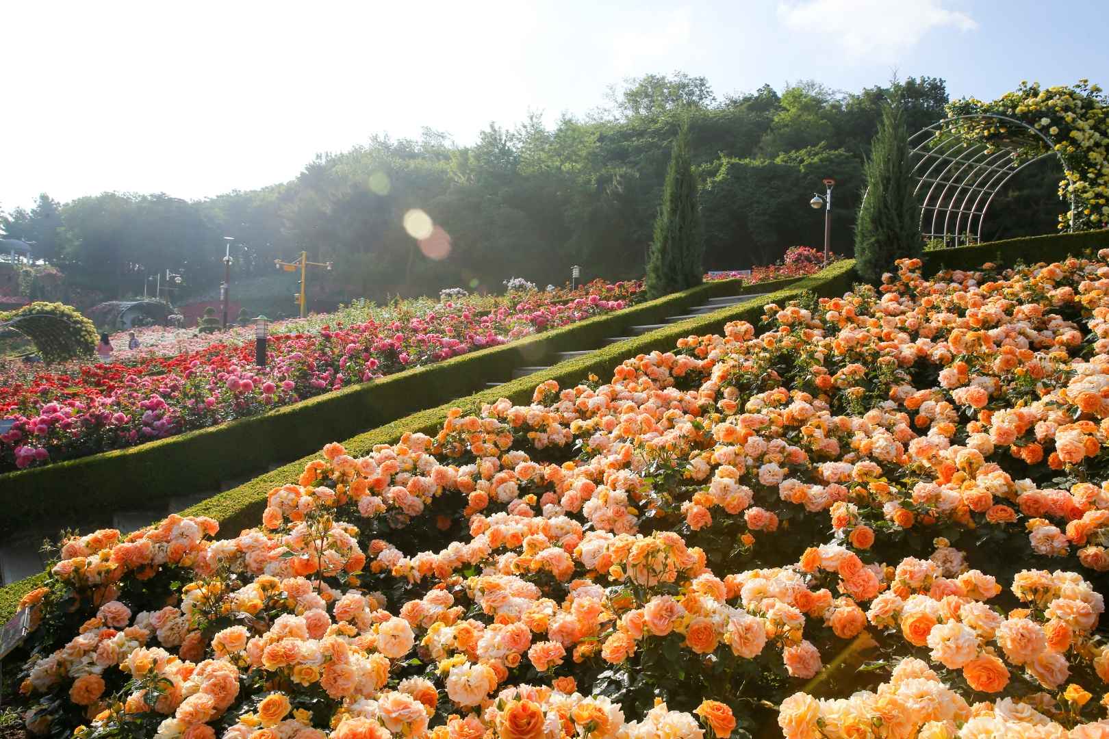 부천백만송이장미원