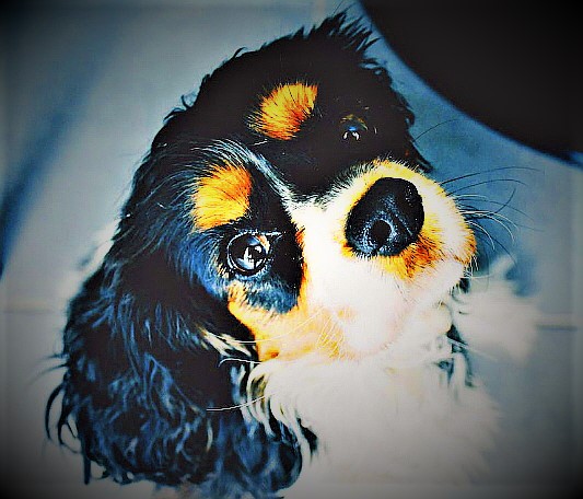 소형견 카발리에 킹 찰스