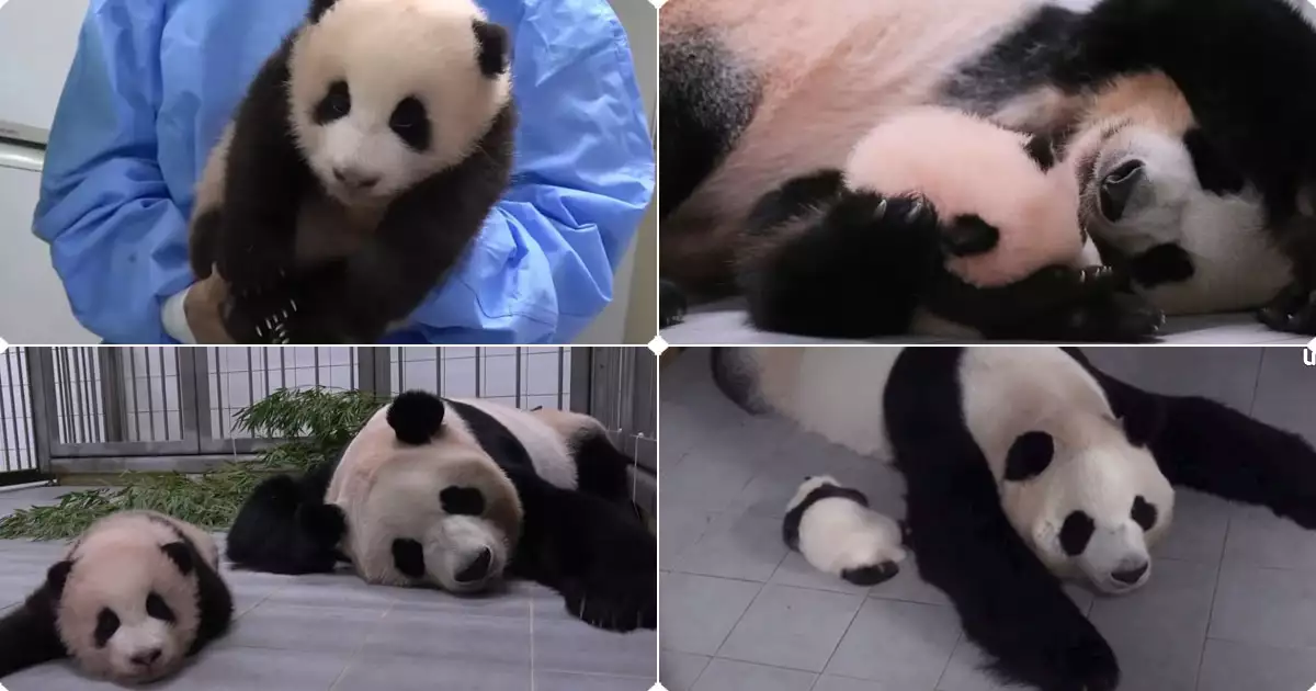 꼬물이 푸바오2