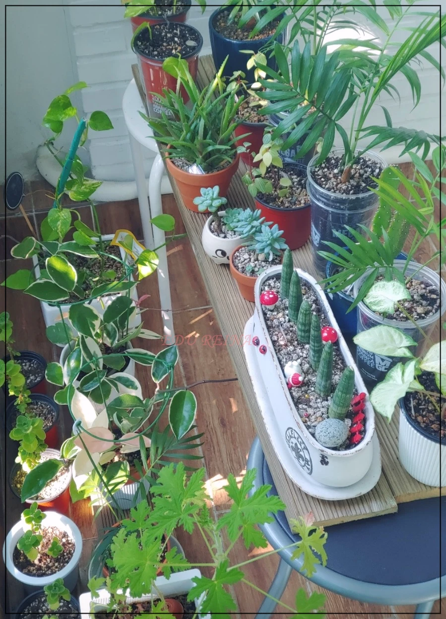 공기정화식물들-베란다