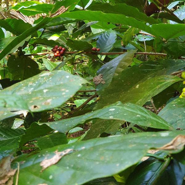 발리 루왁 커피 농장: Cantik Agriculture Luwak Coffee (캔틱 루왁 커피)_커피 나무