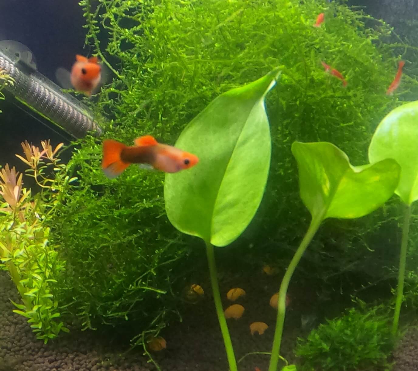 구피 임신 / 구피 출산 징후 3가지!