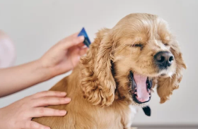 강아지 사진/출처:어도비스톡