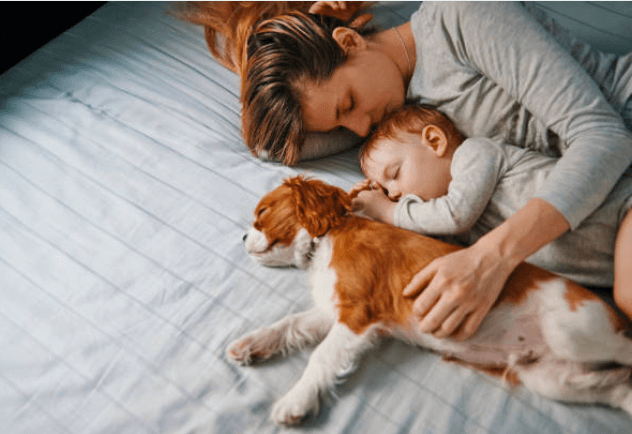 펫 아로마 테라피 모든것! 반려동물과 함께라면 꼭 참고하세요