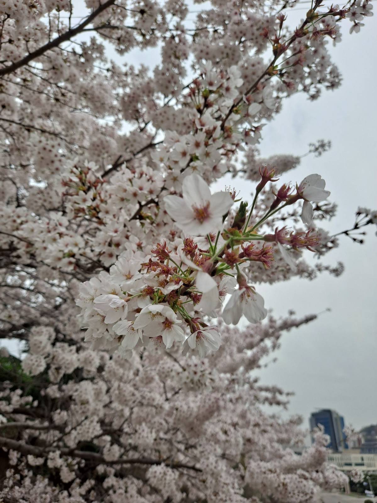 선인재단 벚꽃 비주얼