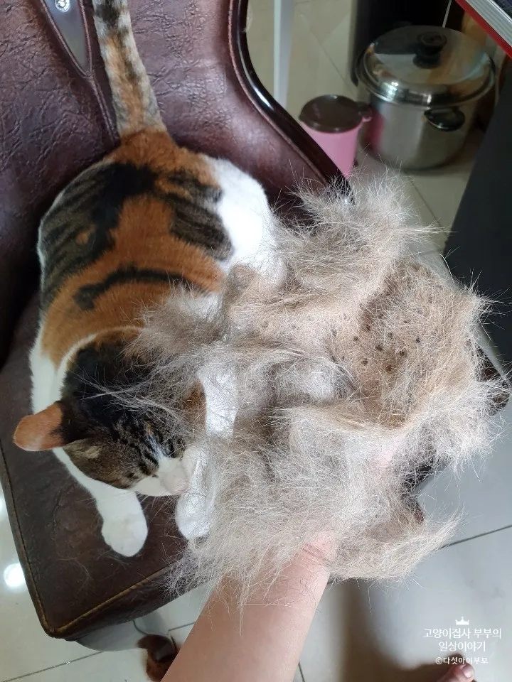 &amp;quot;고양이