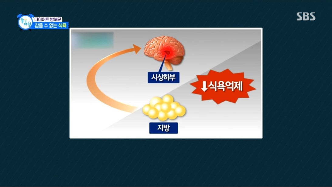 지방세포에서 렙틴 호르몬이 분비되어 식욕을 조절한다.