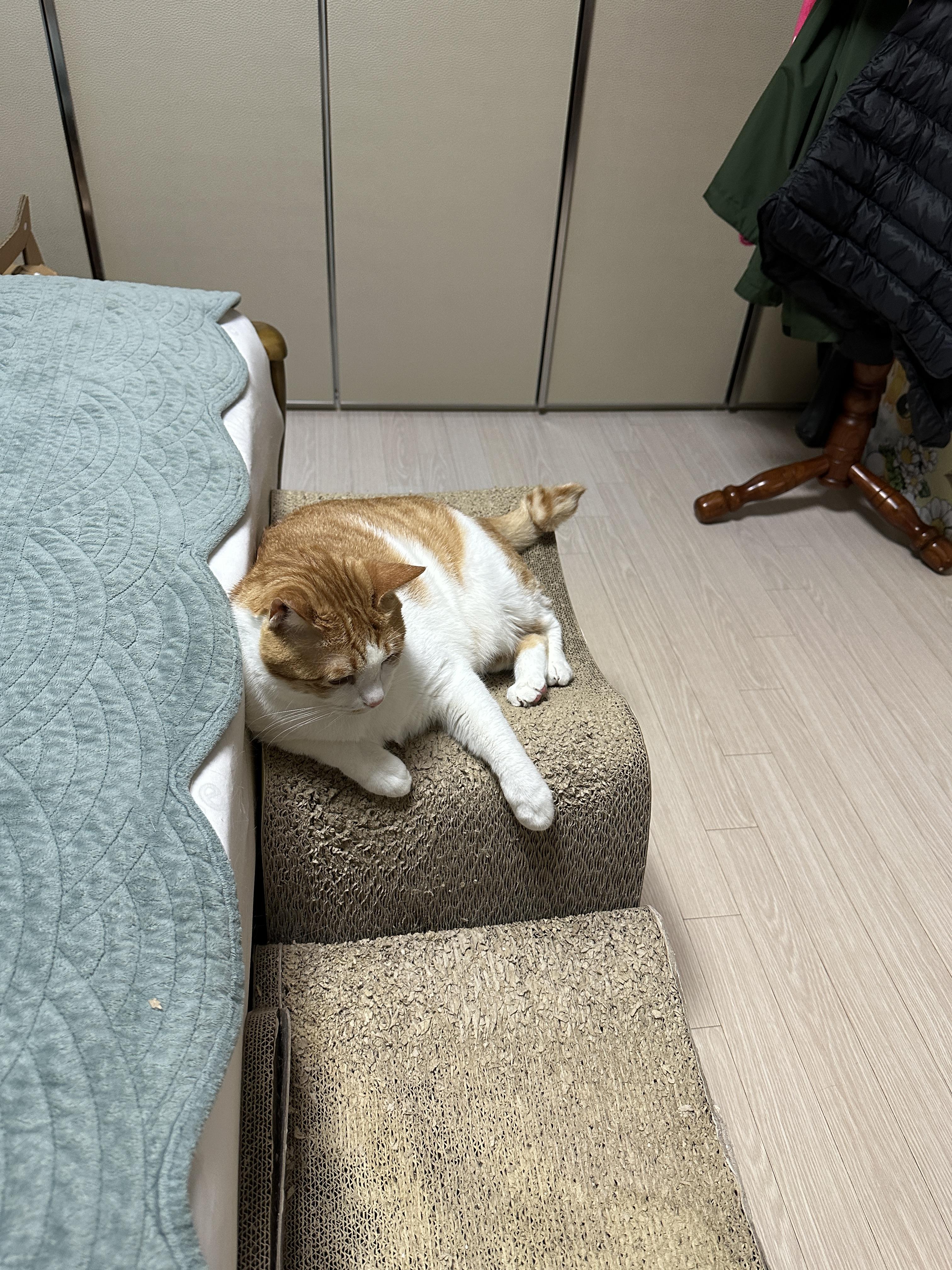 고개_돌리고_쳐다보지_않는_막둥이