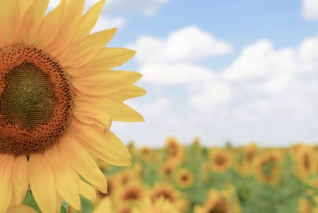 사진 : iStock - 꽃&amp;#44; 나비