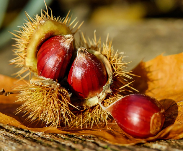 9~10월 가을 제철 과일 밤
