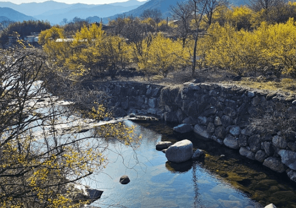 이천백사 산수유꽃축제