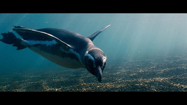 브라질 가족 영화다시보기추천 나의 펭귄 친구 딘딤 결말 후기 리뷰 - 호평과 혹평