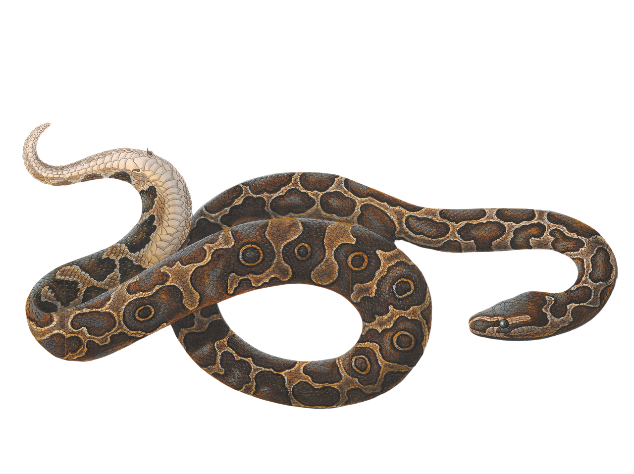 2025년 3월 뱀띠 운세