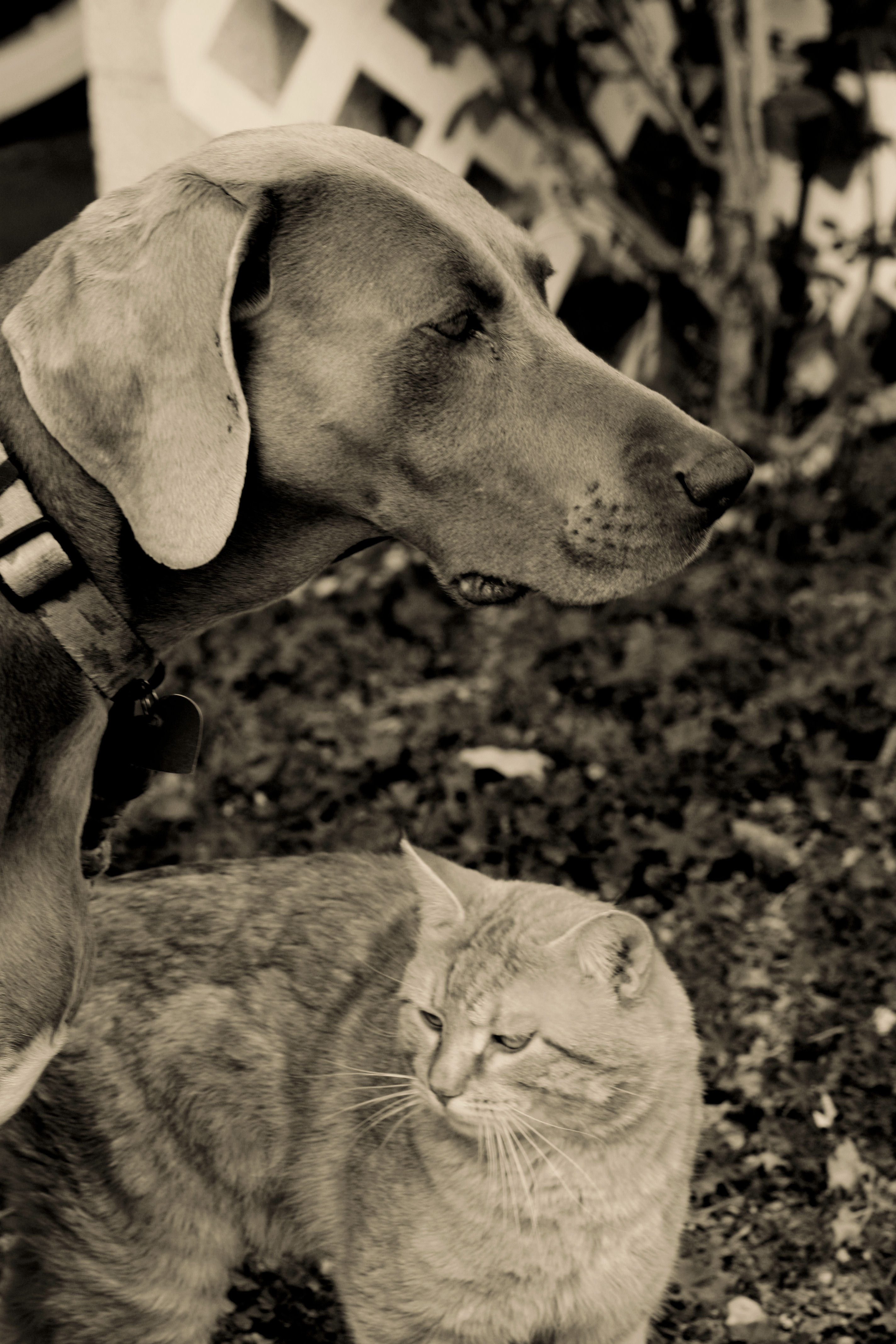 반려동물의 중독사고 관련 사진