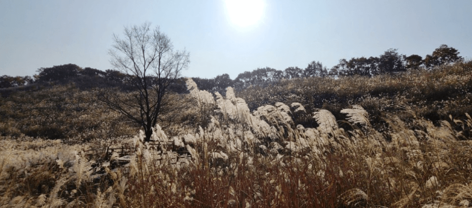 명성산 억새축제 경기도 가을여행지 가족데이트 추천 (2023) 출처: 네이버블로그 야가자!