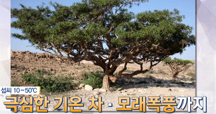 보스웰리아