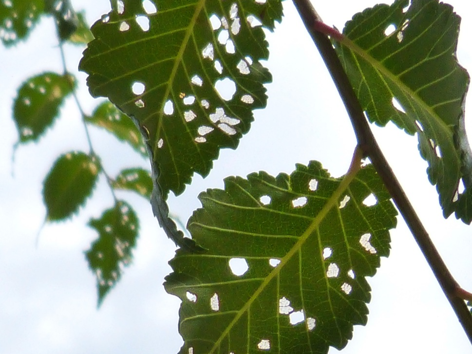 식물 질병 관련 사진1