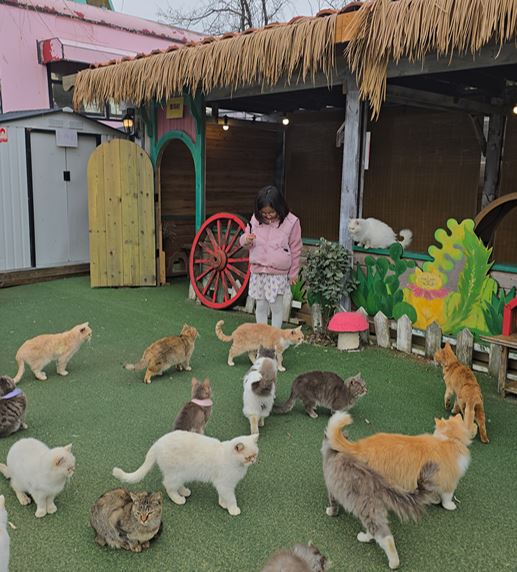 영흥도 고양이역