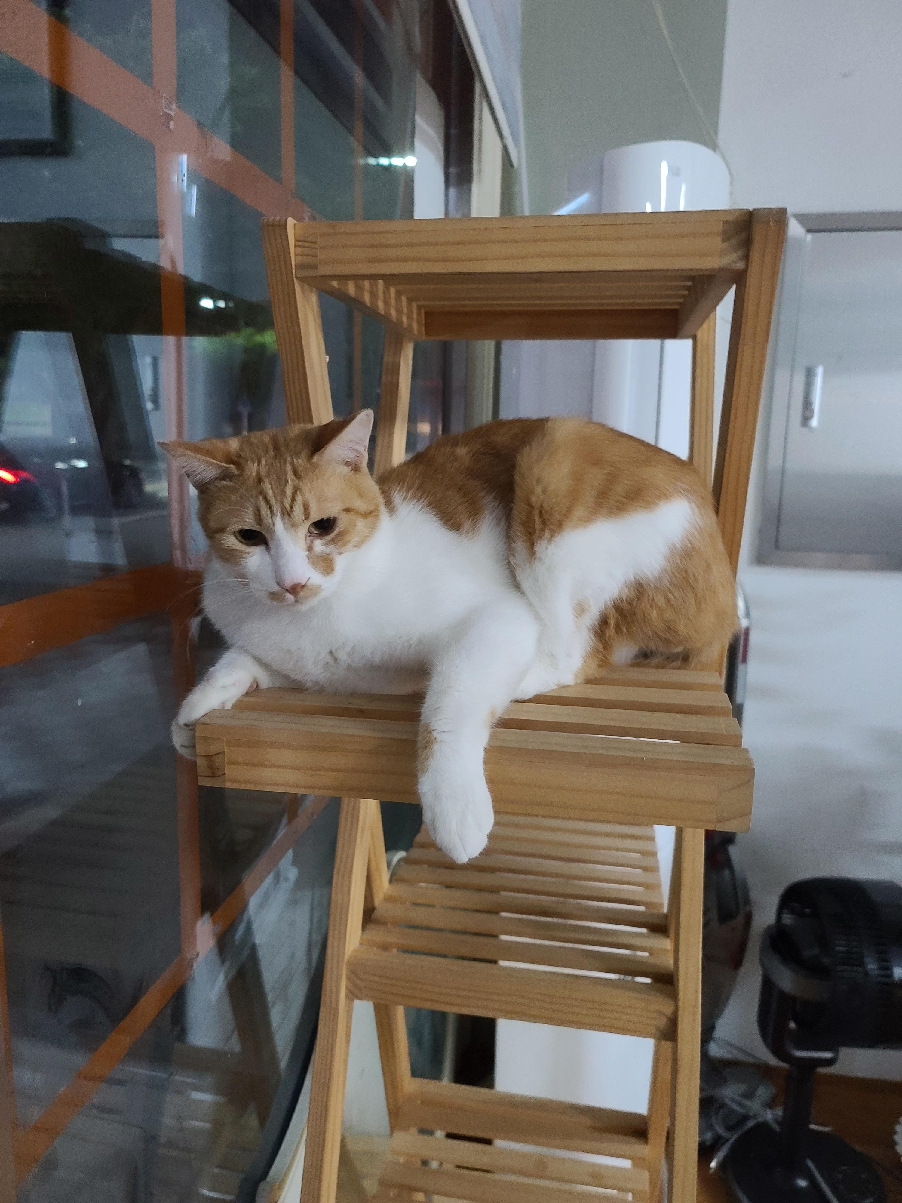 냥린이날 공룡스크래쳐 선물!!