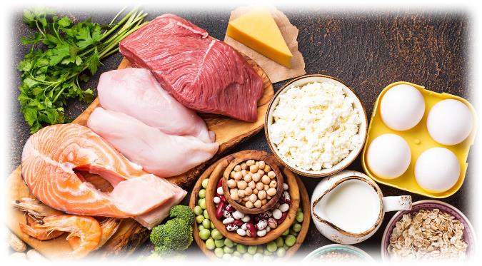 단백질 주요 역할