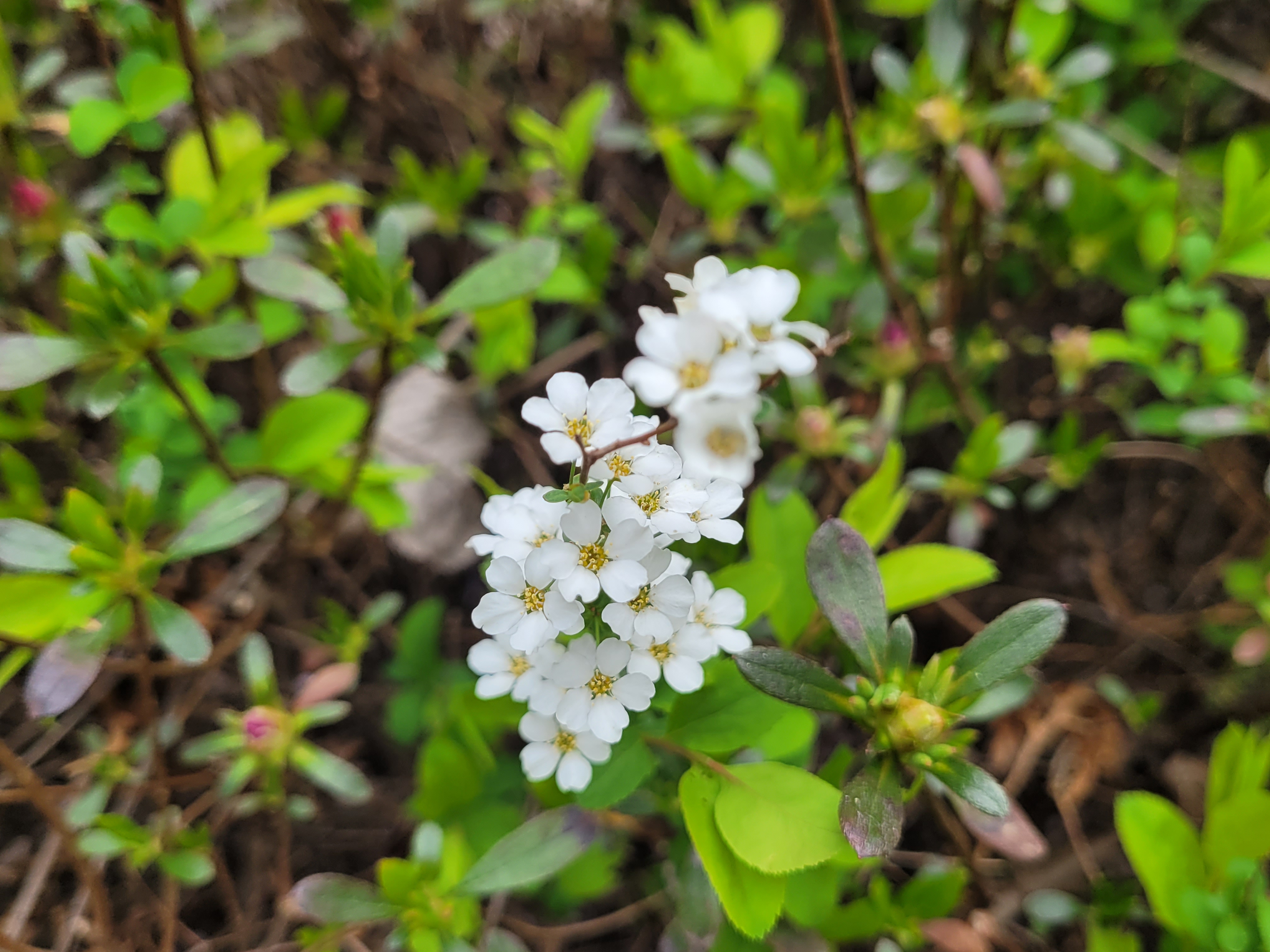 조팝뜻 - 조팝나무는 피웠는데 은행조팝은 아직 3
