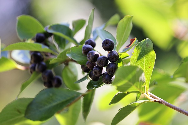아로니아(Aronia)의 항산화 효과! 슈퍼베리로 불리는 이유는?
