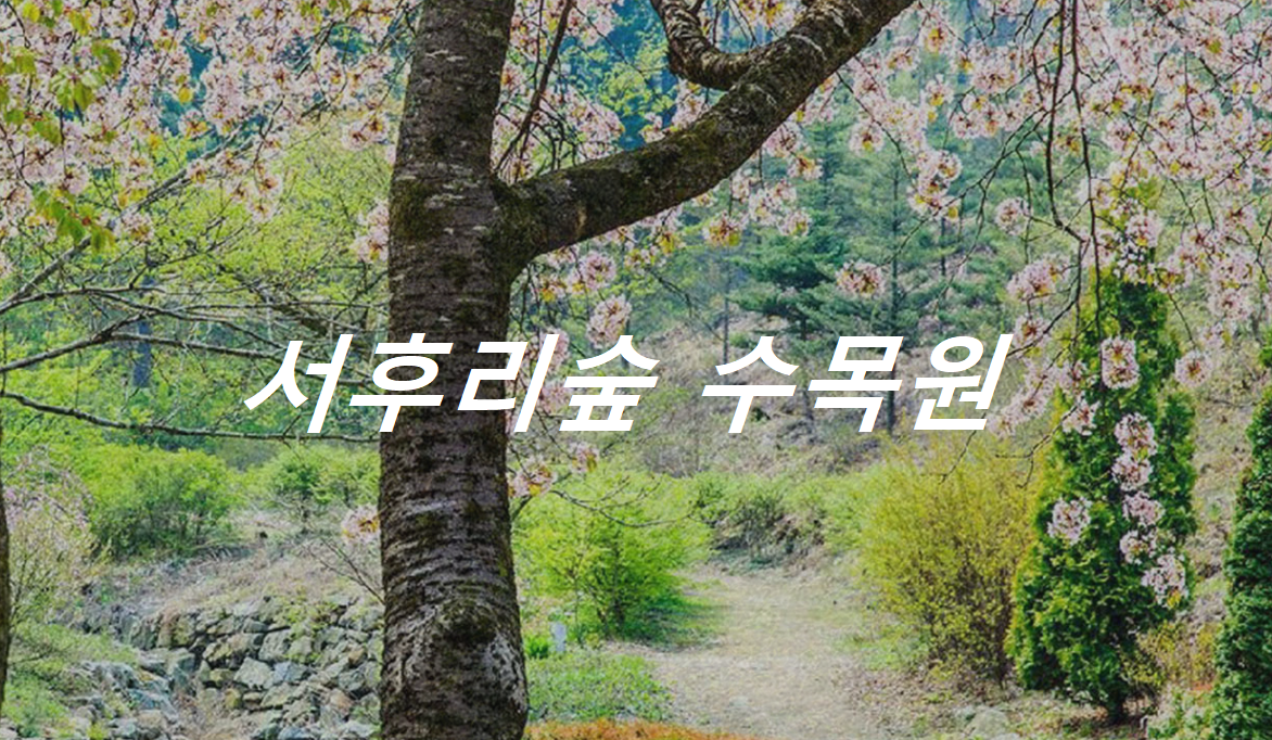 서후리숲 대표 여행