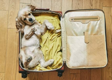 경기도 강아지 동반 여행지 추천 6곳