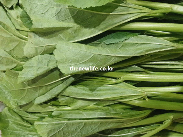 뼈를 튼튼하게 하는 칼슘이 가득한 아욱의 굵은 줄기와 선명한 잎맥을 가까이서 촬영한 고화질 실물 사진