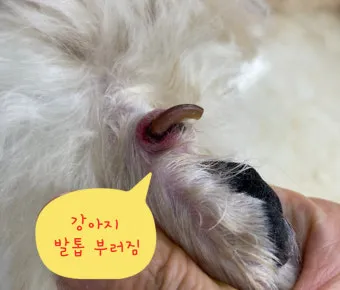 강아지 며느리발톱 그냥 둬도 괜찮을까 관리 제거 수술 총정리 정보모음_12