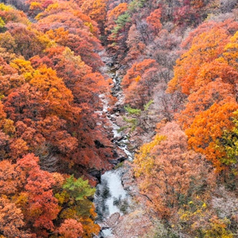 지리산 단풍 절정시기