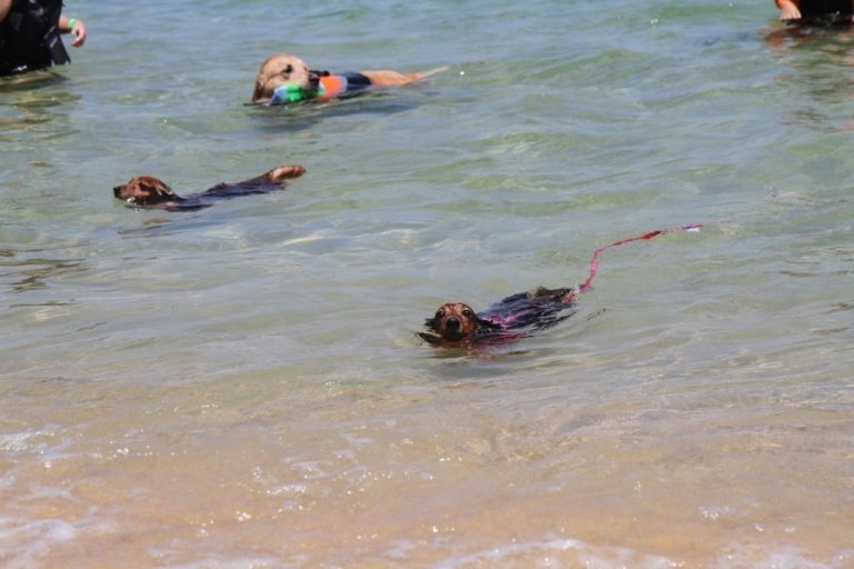 [여름휴가] 반려견과 함께 떠나는 해수욕장 추천 BEST 6