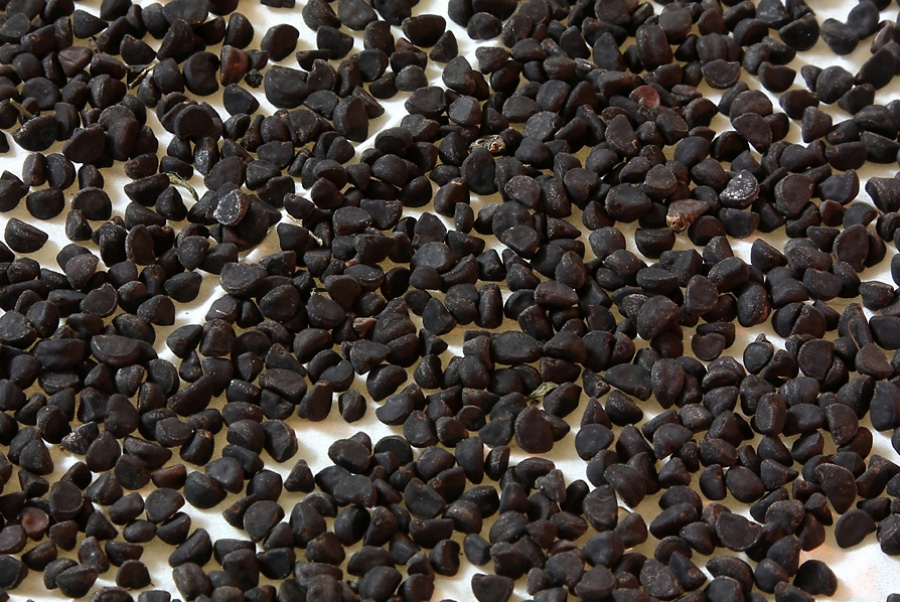 야생에서 채취를 한 나팔꽃의 씨인 견우자를 깨끗하게 세척하고 건조시킨 것을 하얀 바닥에 펼쳐서 놓아두고 찍은 사진