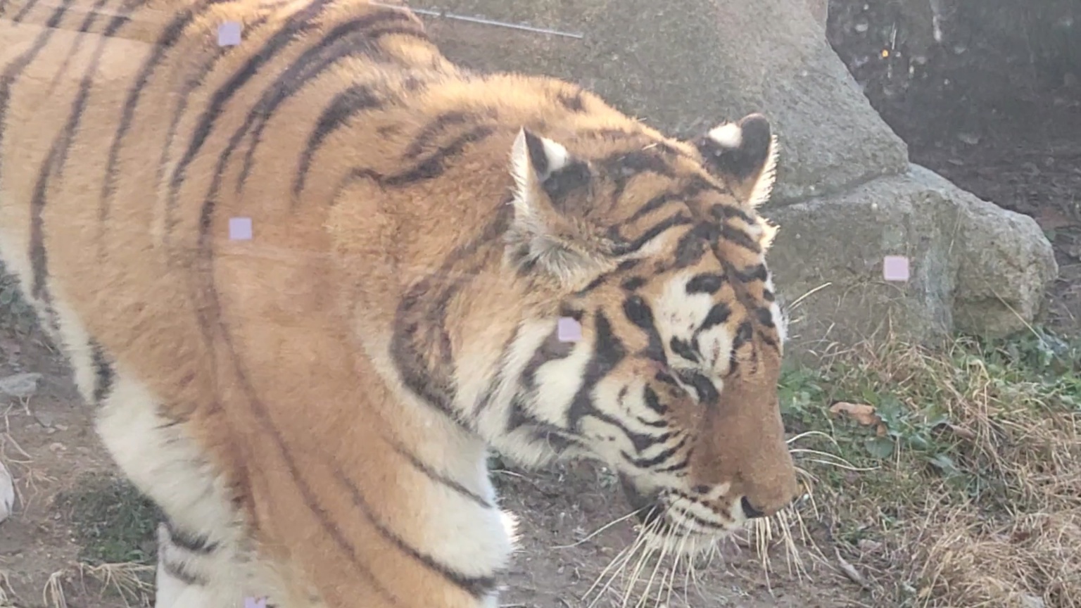 청주 동물원 - 호랑이 옆모습