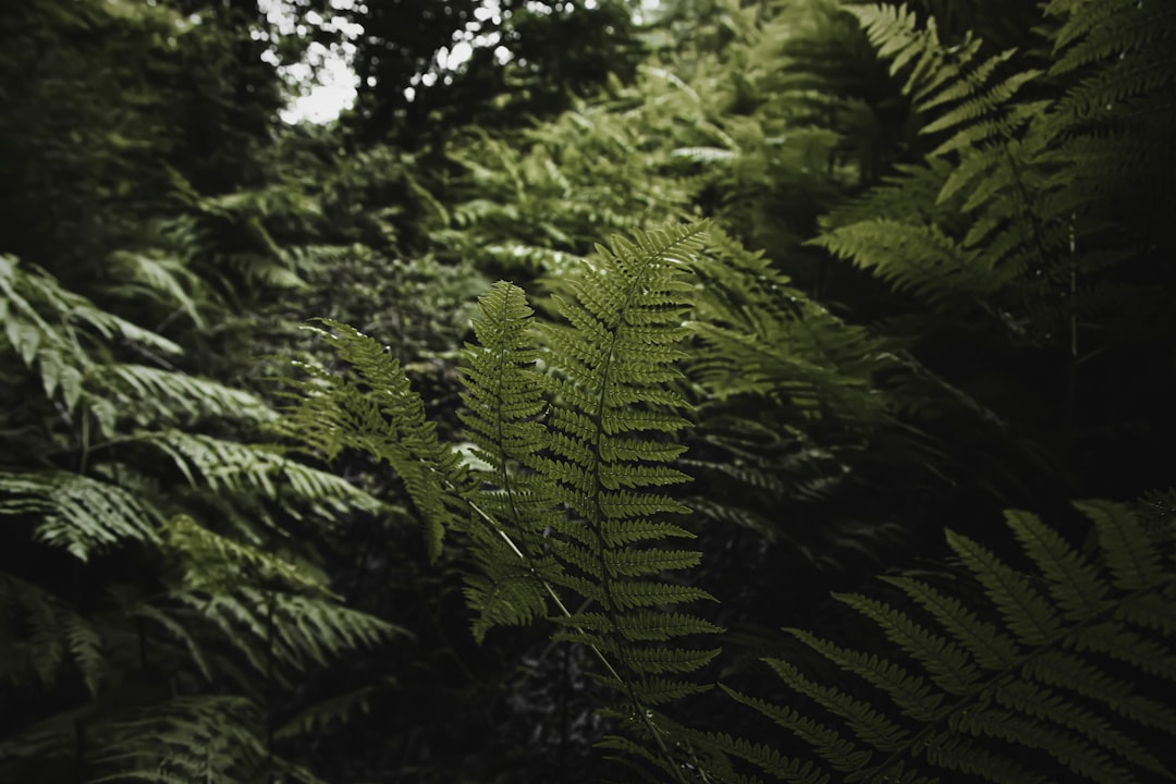 Survival