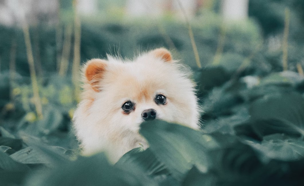 강아지 음식 실수 사례 관련 사진