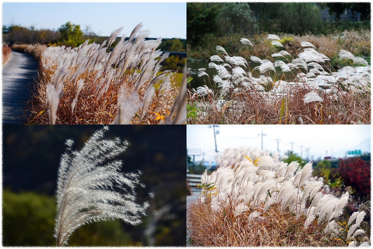 억새 산행 명소