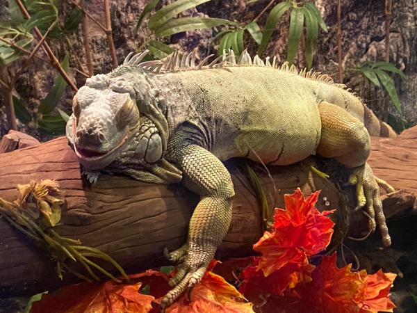 [나트랑 빈펄랜드 후기] 빈원더스 입장권, 케이블카, 워터파크, 지도등 총정리