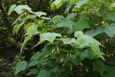 박쥐나무 수형2