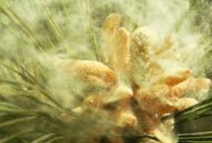 송화가루 시기와 꽃가루지수 확인 사이트