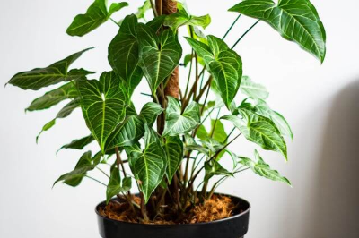 개업 축하 화분