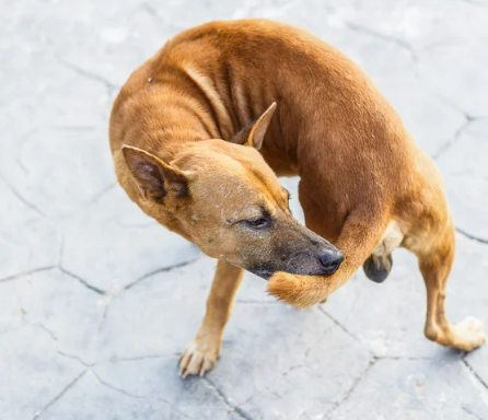우리 강아지 꼬리물기&amp;#44; 귀여운 장난? 아님 SOS 신호?!