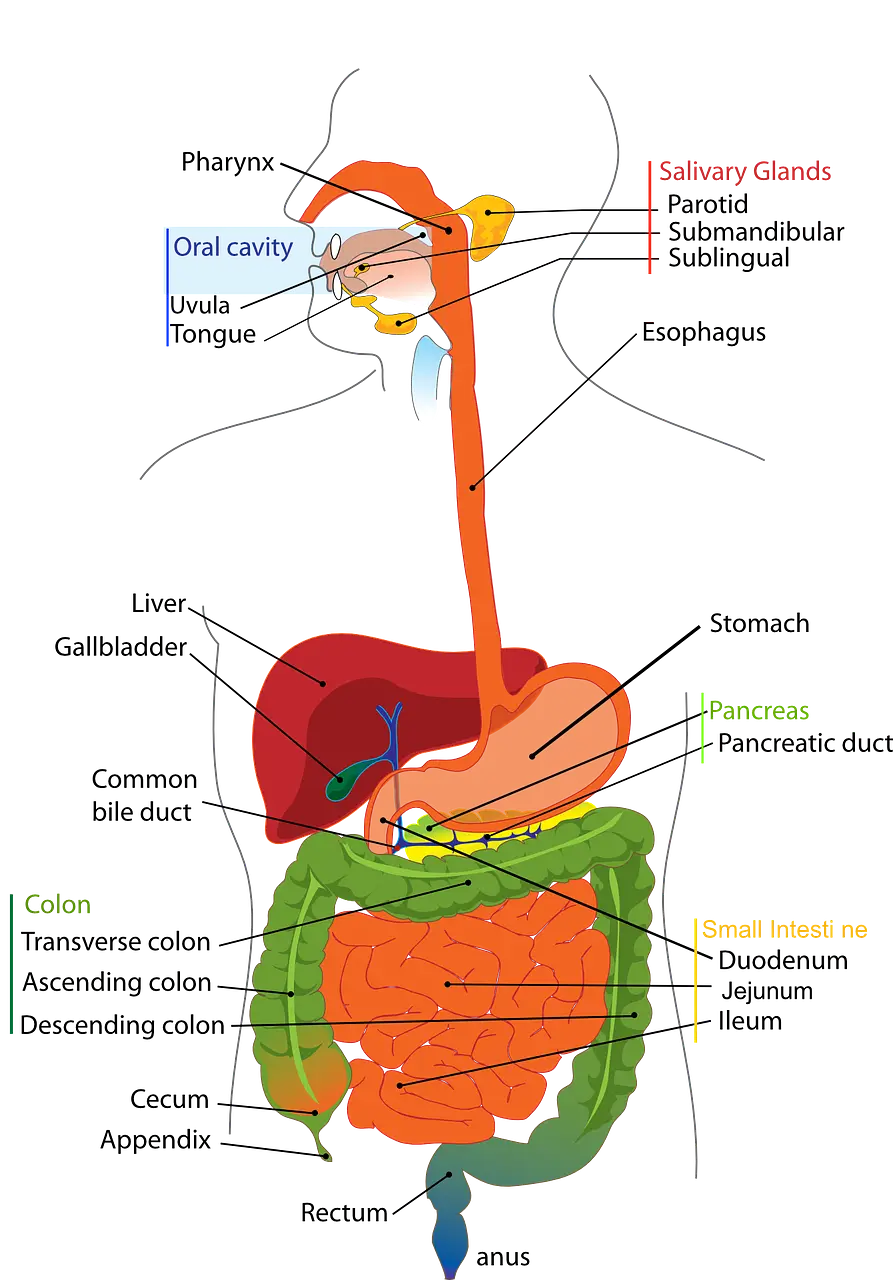 간 영양제 추천 