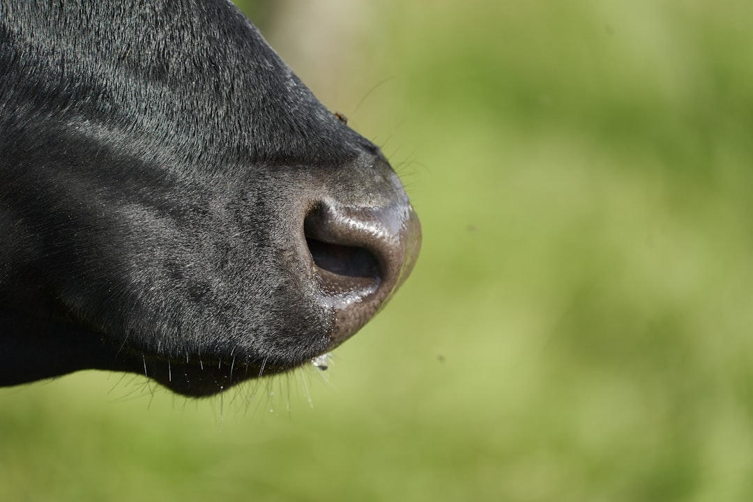 Ear, Nose, Throat (ENT)