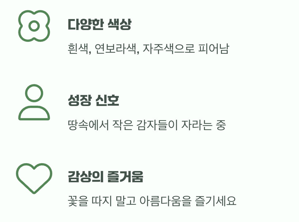 드디어 만나는 소박한 아름다움&amp;#44; 감자꽃